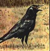 People were afraid of crows